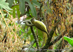 Vireo flavoviridis