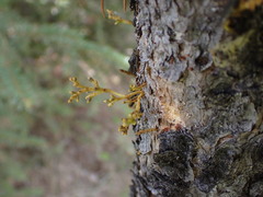 Arceuthobium americanum