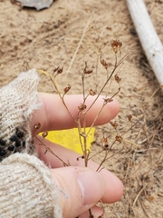 Cycloloma atriplicifolium