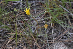 Nothocalais troximoides