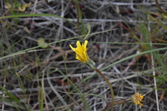 Nothocalais troximoides