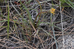 Nothocalais troximoides