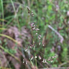 Anthoxanthum rariflorum