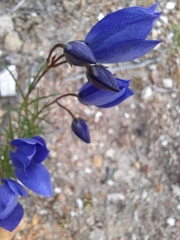 Cheiranthera alternifolia