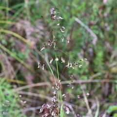 Anthoxanthum rariflorum