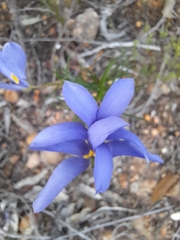 Cheiranthera alternifolia