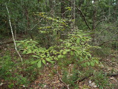 Rhododendron canescens