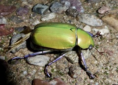 Chrysina beyeri