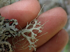 Ramalina obtusata