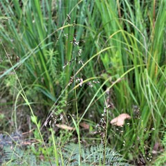 Anthoxanthum rariflorum