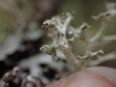 Ramalina obtusata