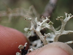 Ramalina obtusata