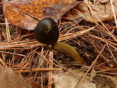 Tolypocladium longisegmentatum