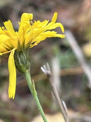 Hieracium umbellatum