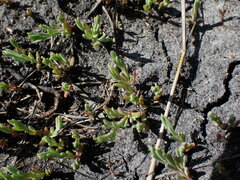 Suaeda calceoliformis