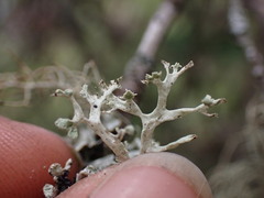 Ramalina obtusata