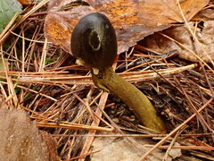 Tolypocladium longisegmentatum