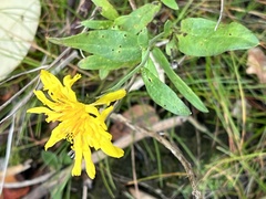 Hieracium umbellatum