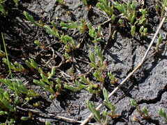 Suaeda calceoliformis