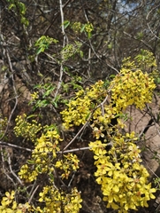 Malpighiaceae