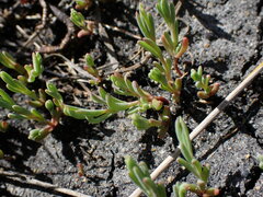 Suaeda calceoliformis