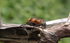 Astylus trifasciatus