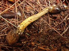 Tolypocladium longisegmentatum