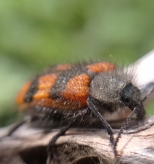 Astylus trifasciatus