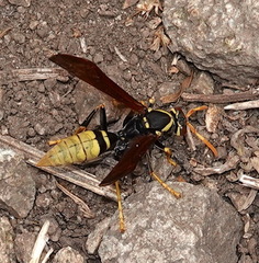 Polistes xanthogaster