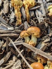 Pholiota spumosa