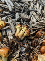 Pholiota spumosa