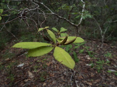 Rhododendron canescens
