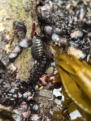 Acanthopleura echinata