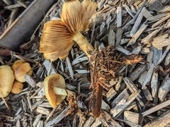 Pholiota spumosa