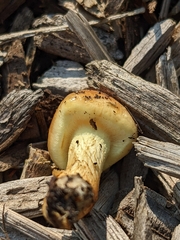 Pholiota spumosa