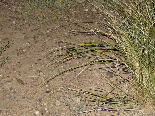 Dipodomys spectabilis