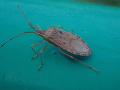 Homoeocerus