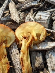 Pholiota spumosa