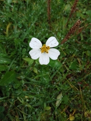 Bidens odorata