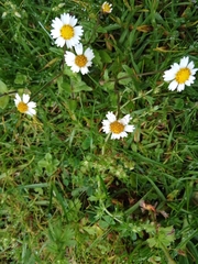 Bidens odorata