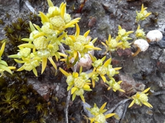 Siloxerus multiflorus