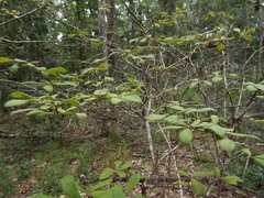 Rhododendron canescens