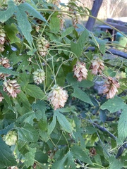 Humulus