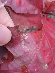 Stigmella quercipulchella