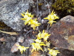 Siloxerus multiflorus