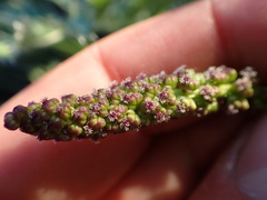 Triglochin maritima