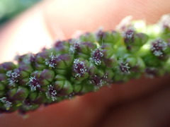 Triglochin maritima