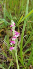Spiranthes australis