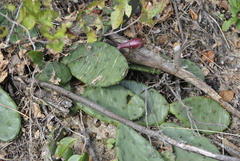 Opuntia humifusa