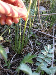 Triglochin maritima